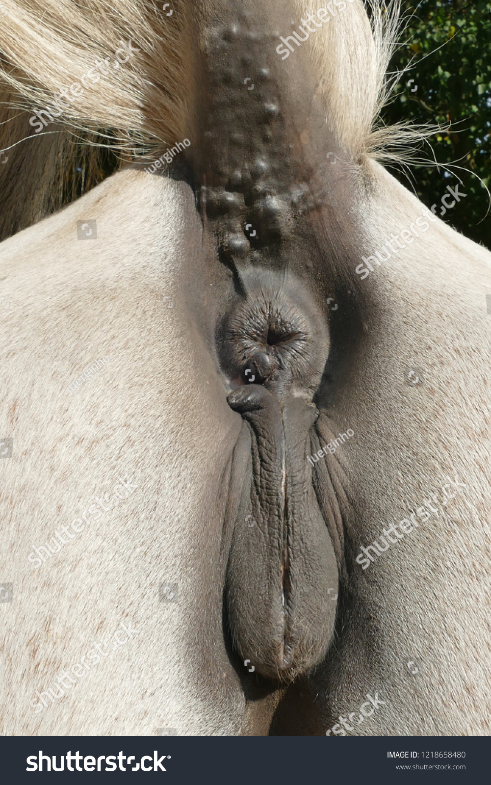 28 anus horse rechtenvrije illustraties stockfotos en -afbeeldingen