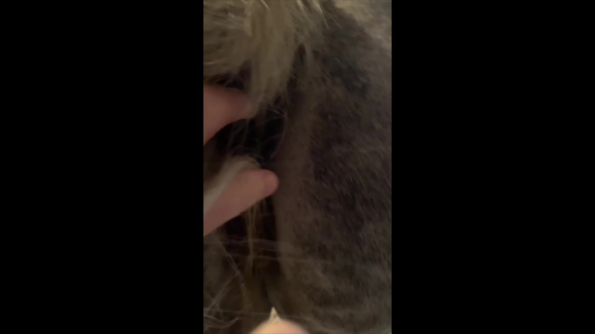mare anus fingering