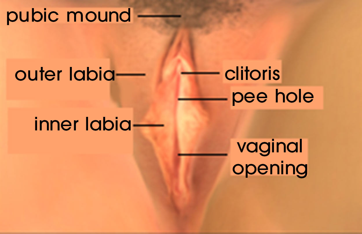 What is the vagina?