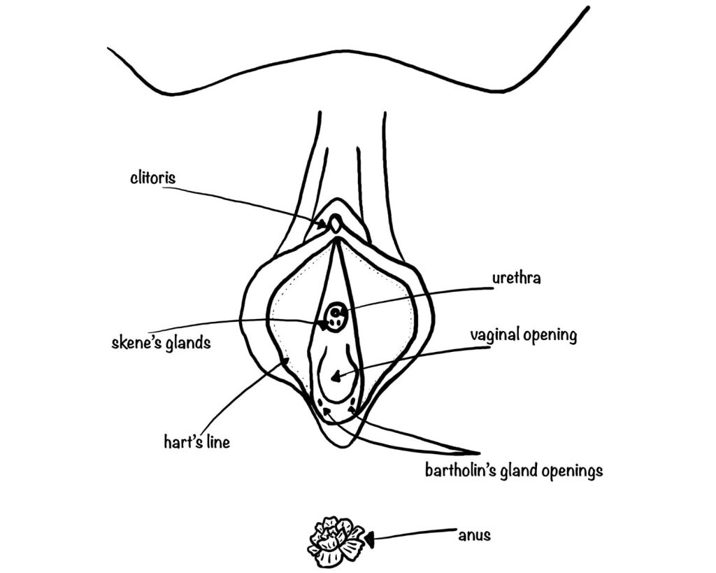 Pussy Knowledge