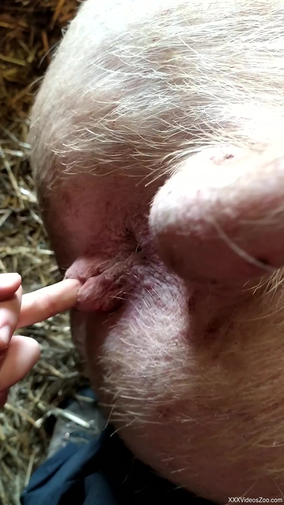 Man suits his sexual needs by fingering the pigs ass
