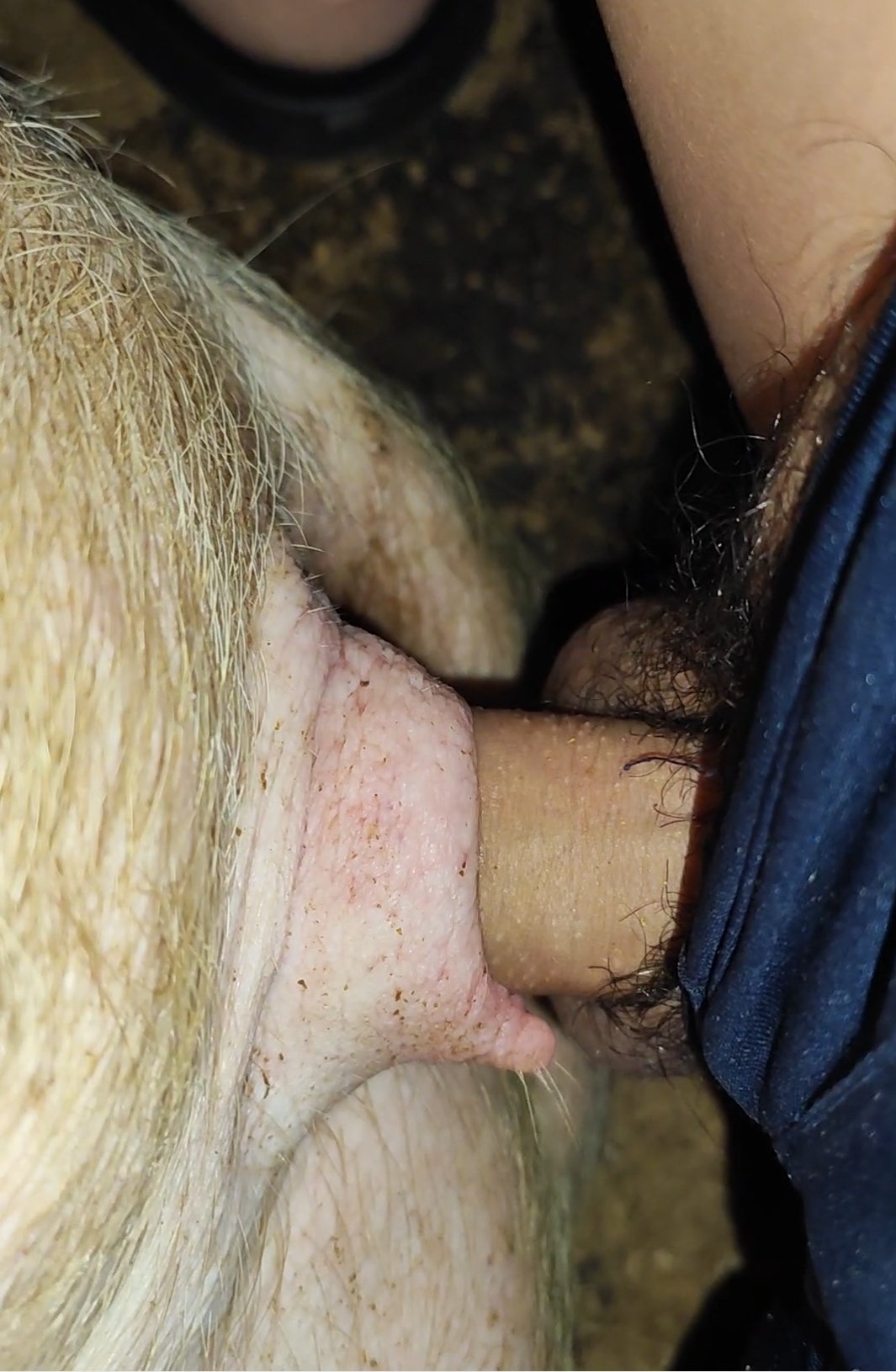 guy fuck pig photos