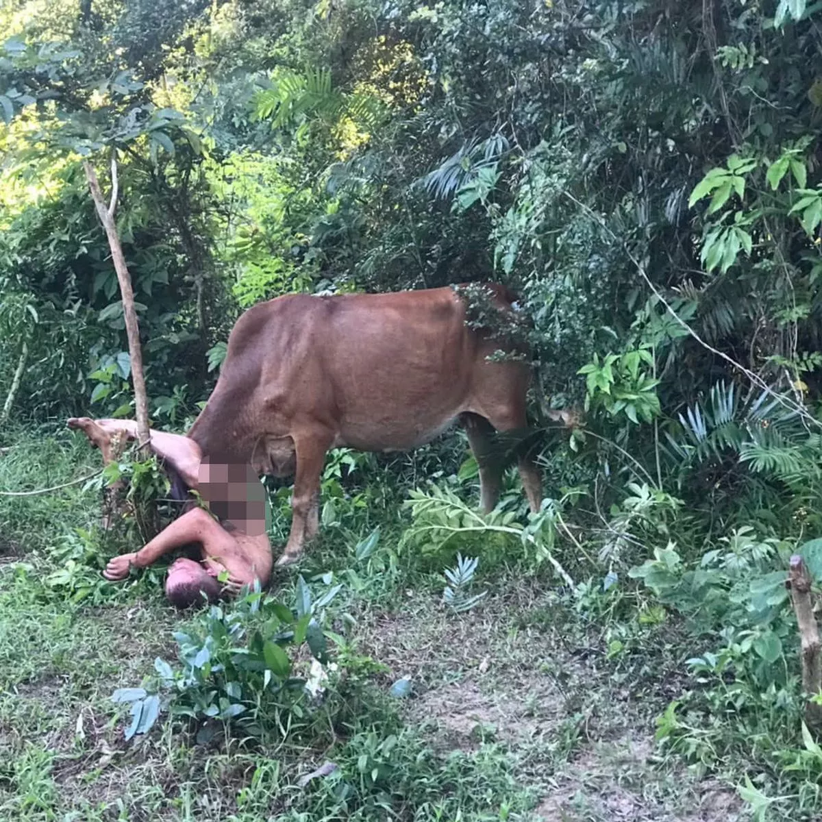 Naked bloke found in field being gored by cow after sexually abusing it