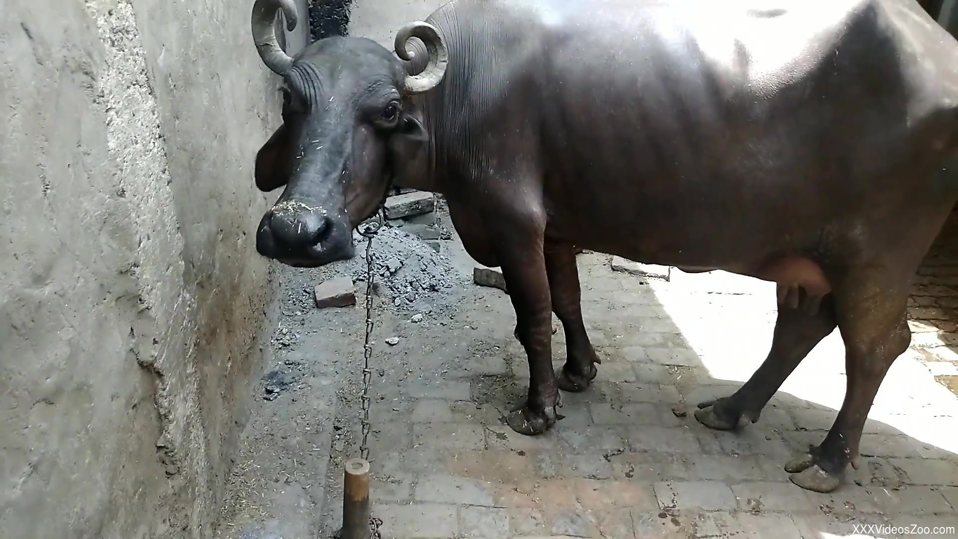 man fucks cow photos