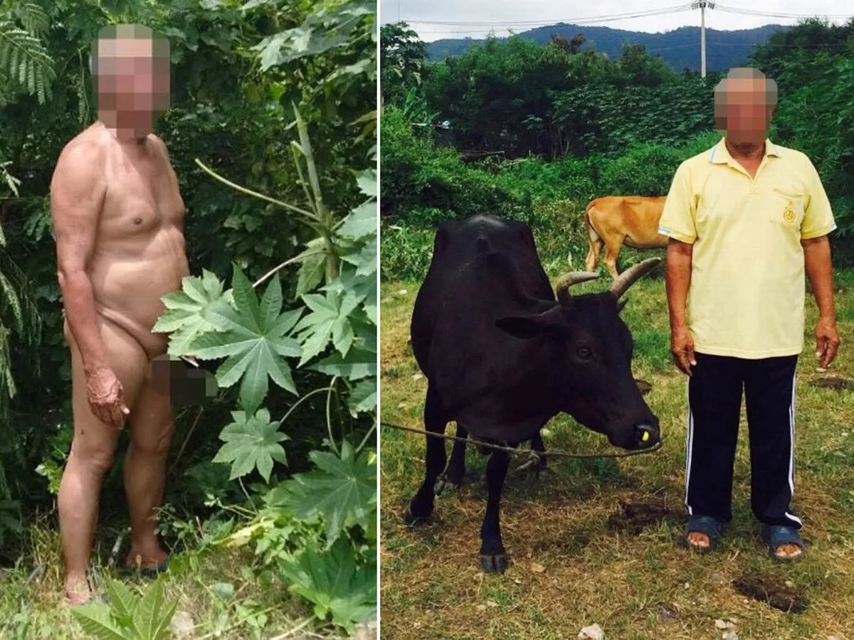 Naked pensioner 68 caught having sex with a COW as perv is fined just 8