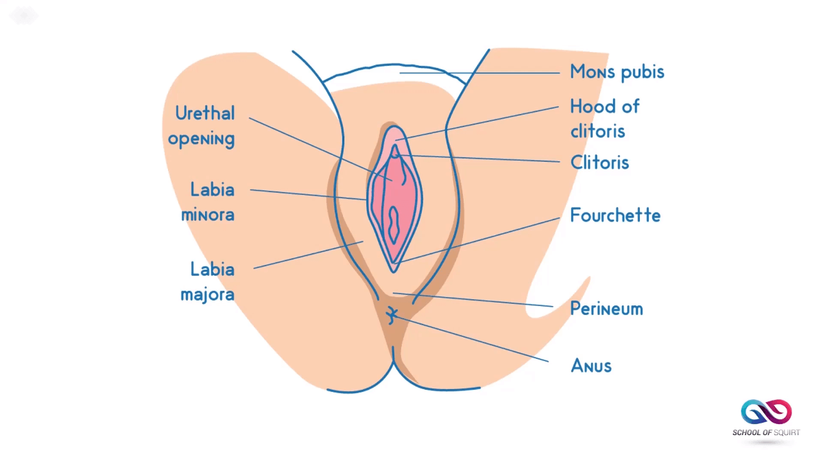 Female Anatomy Lesson For Squirting