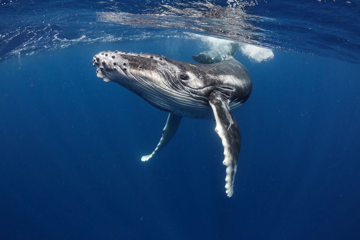 Save The Whales: Watch Porn!