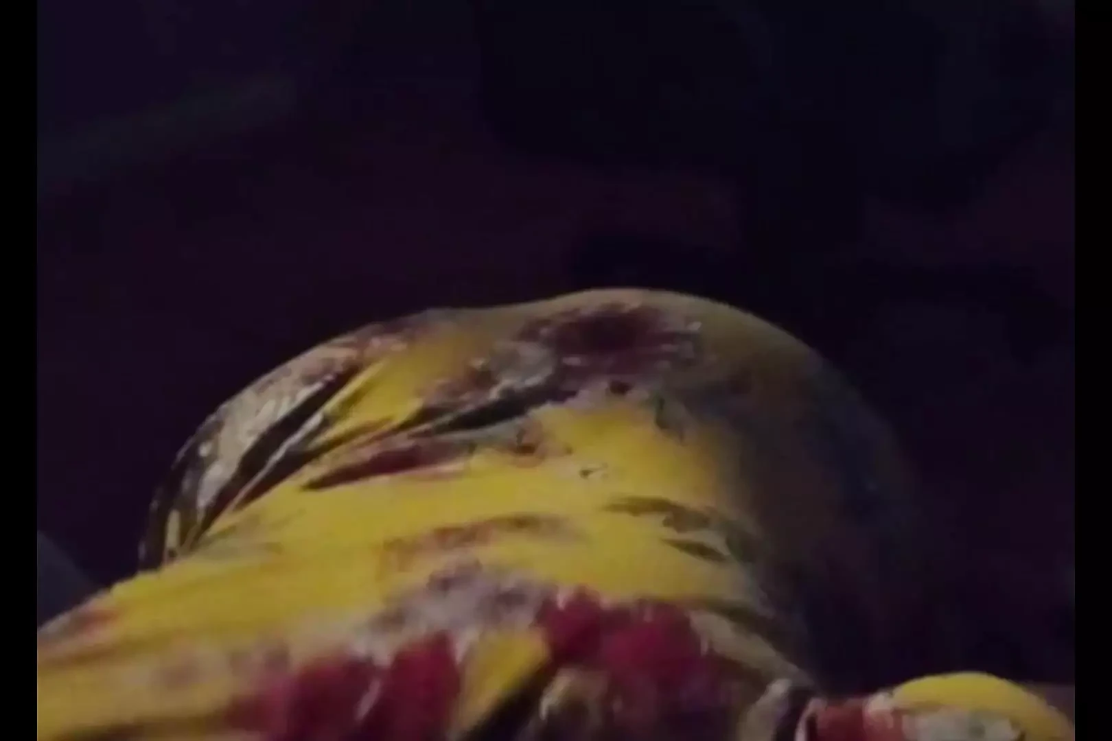 Free Village Blowjob Porn Videos