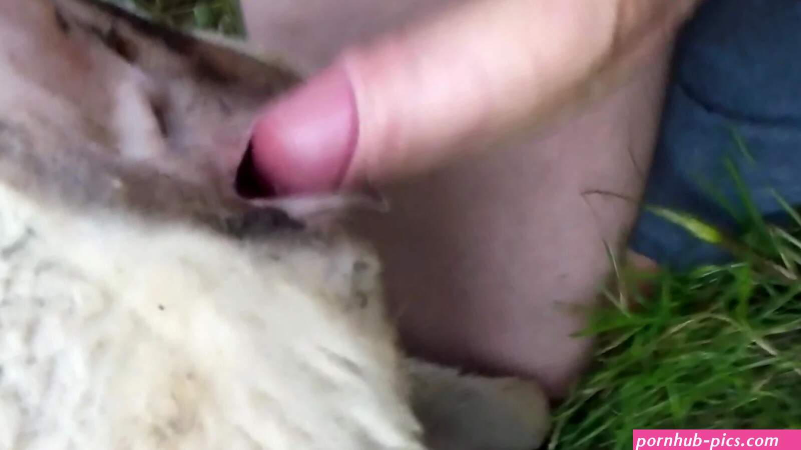 Fine moments a guy fucks a sheep in the pussy and comes inside