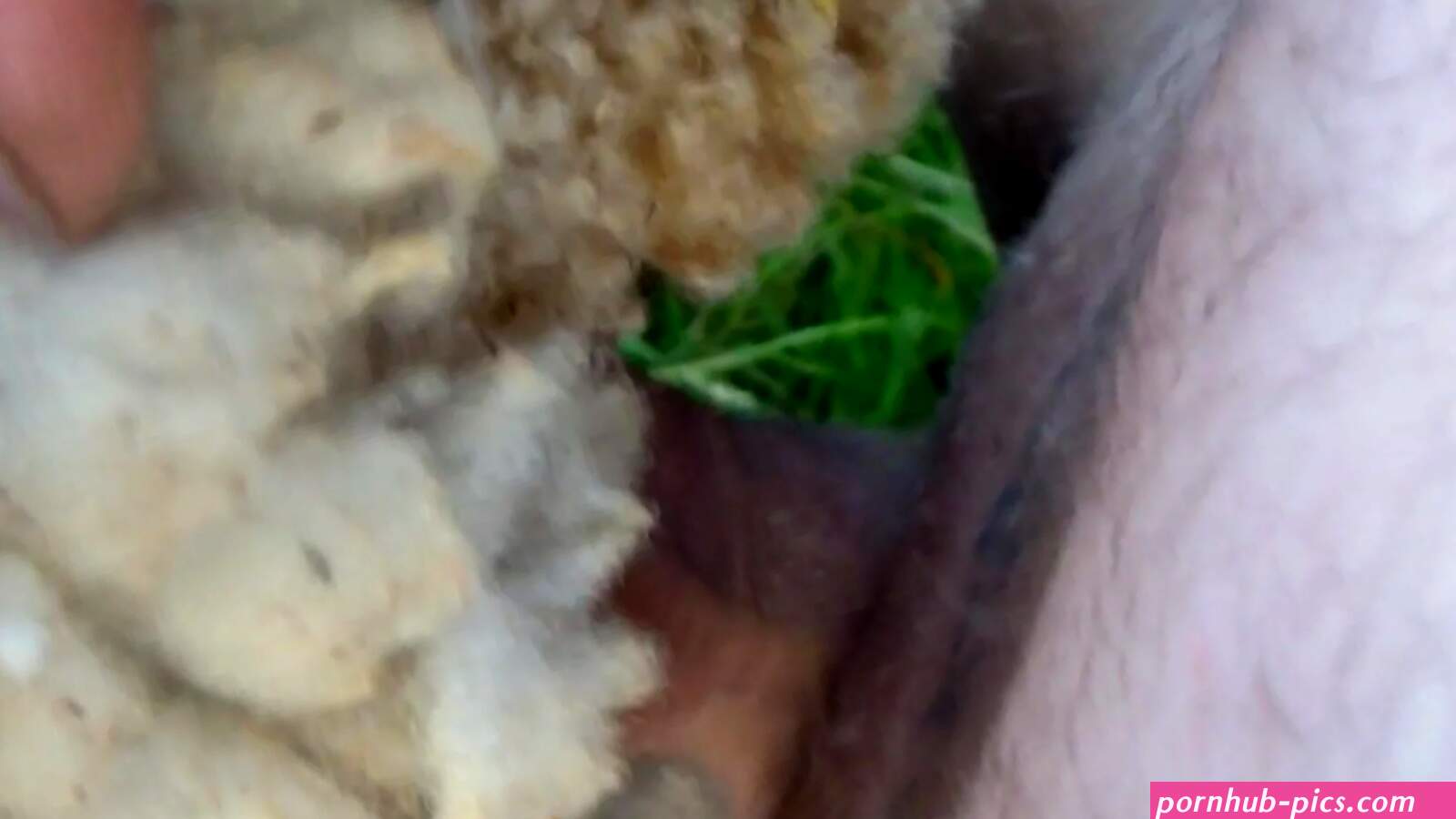 Dude is going to fuck sheep pussy so deep so hard