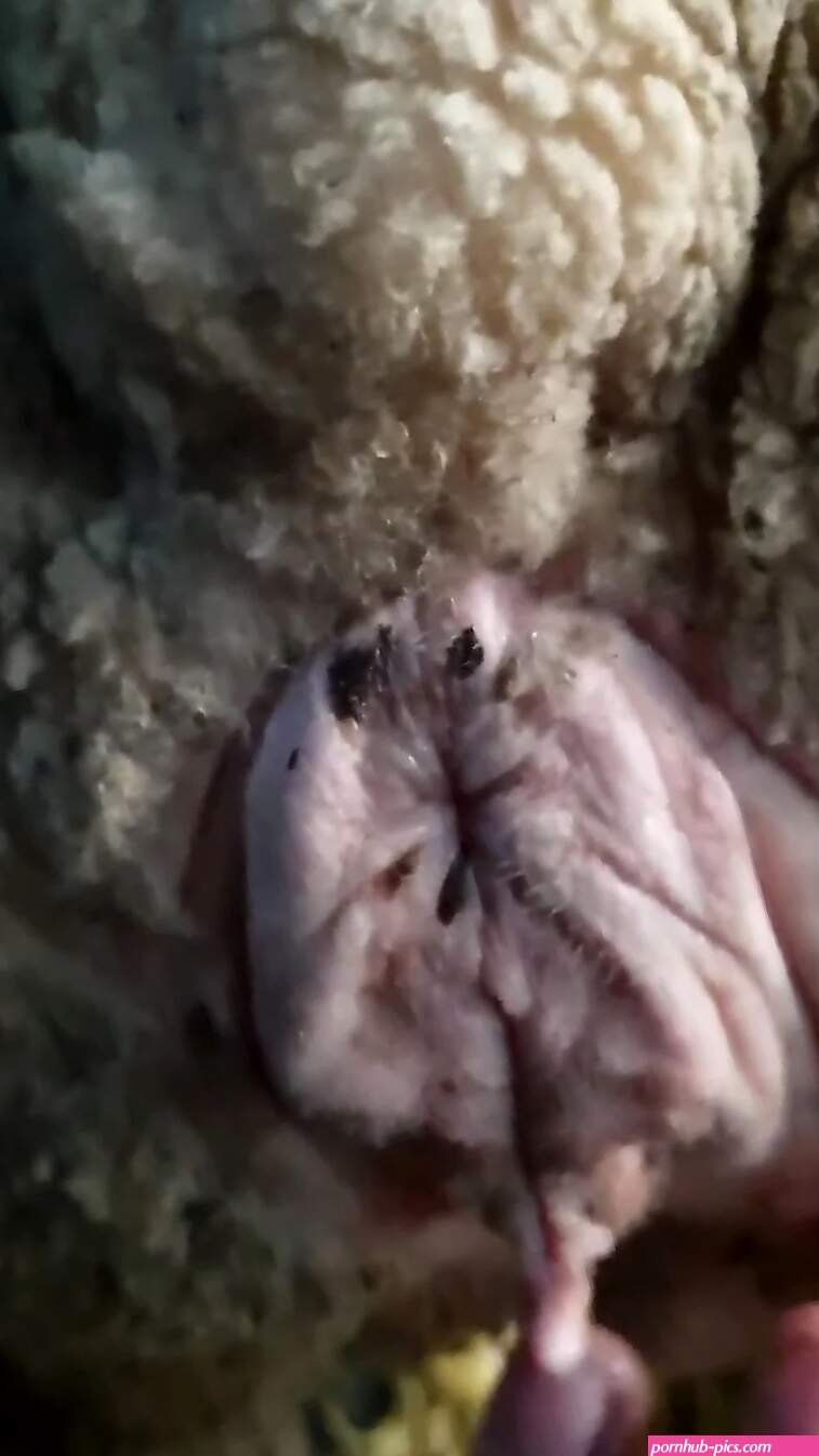 Man fucks furry sheep in hardcore modes while filming himself
