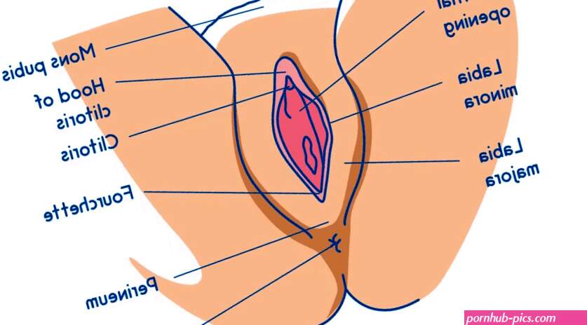 Female Anatomy Lesson For Squirting