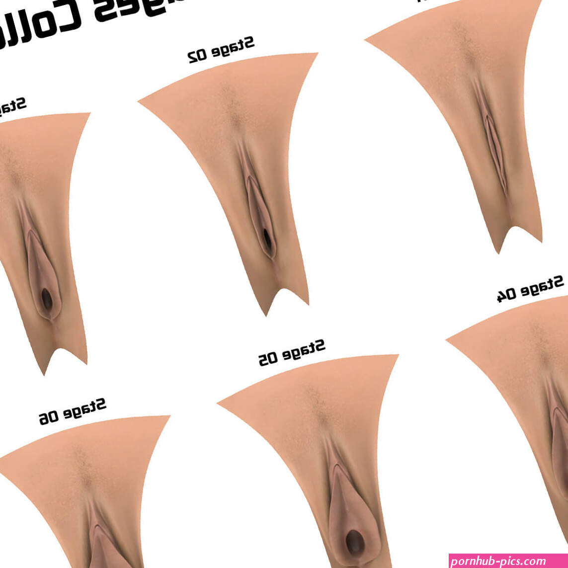 Woman Pussy Stages Collection