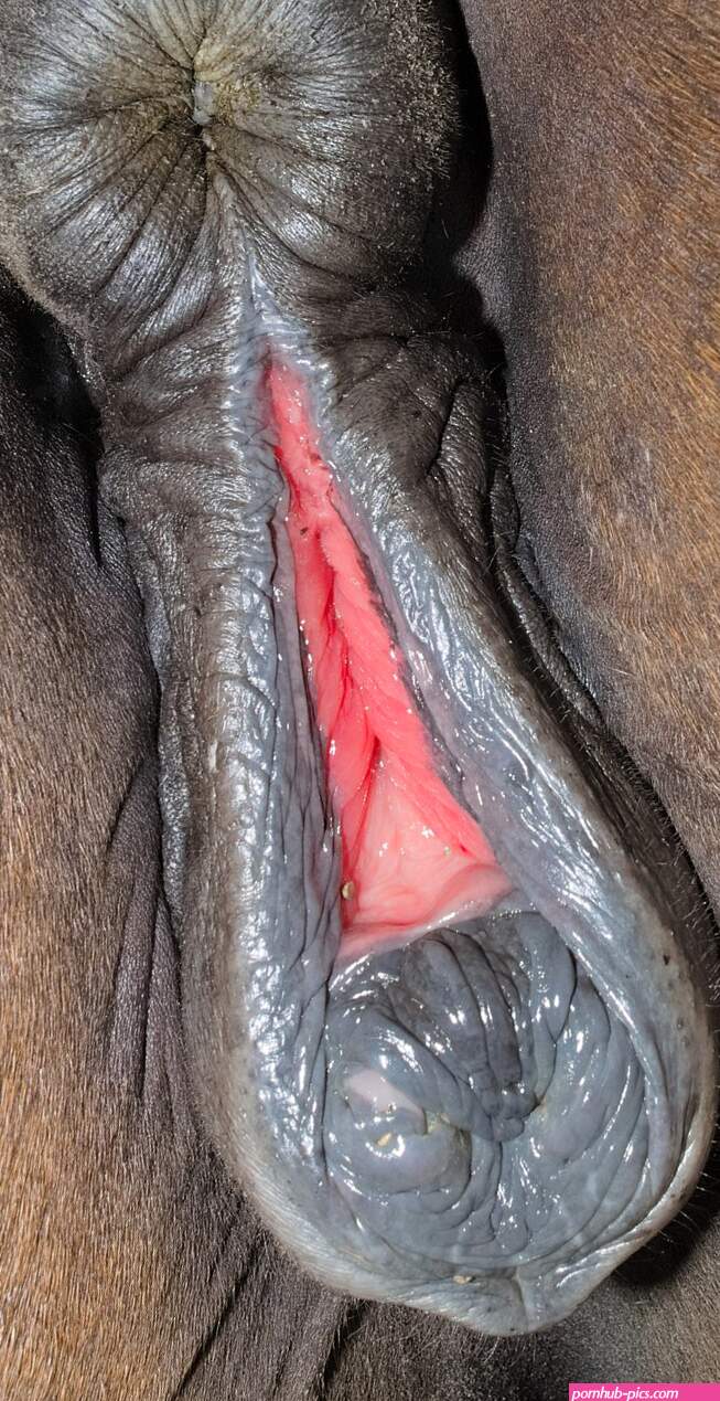 File:Horse anus and vulva 8-3.jpg