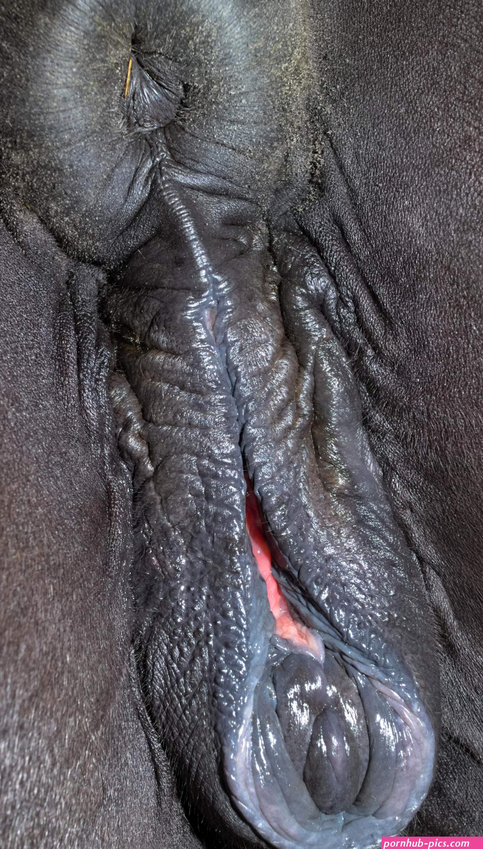 File:Horse anus and vulva 2-4.jpg