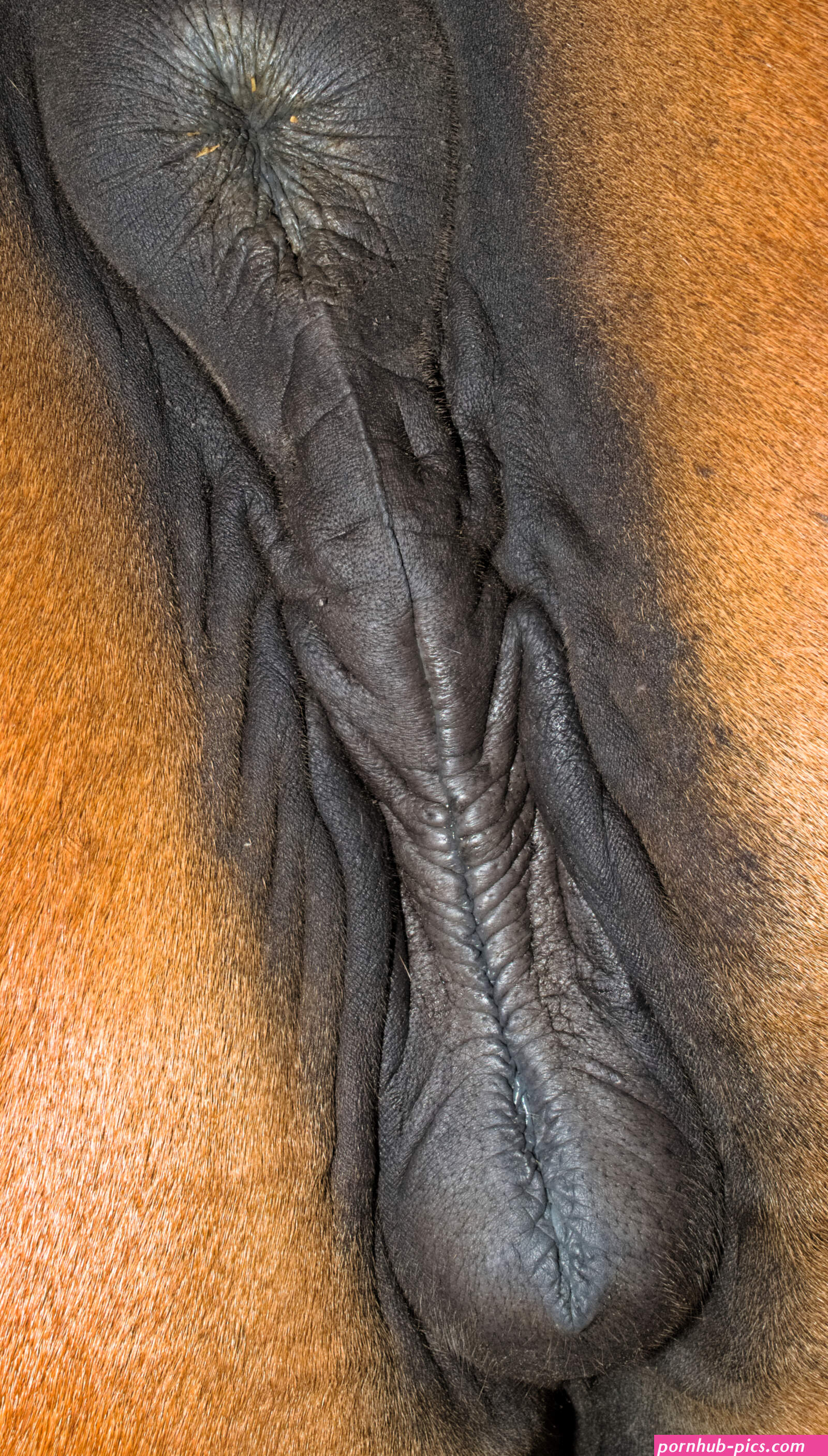 File:Horse anus and vulva 9.jpg
