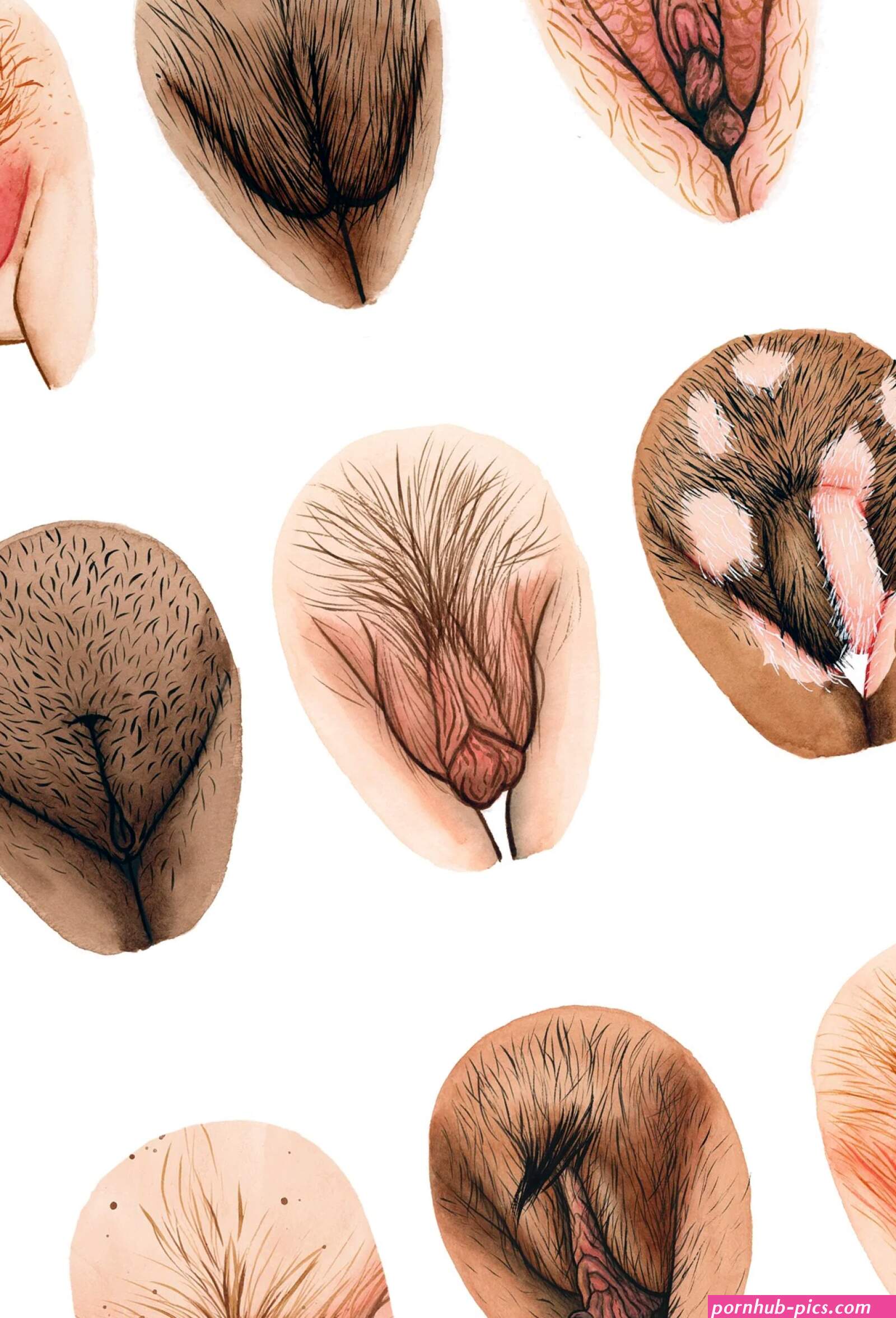 Anatomy The Vulva Gallery