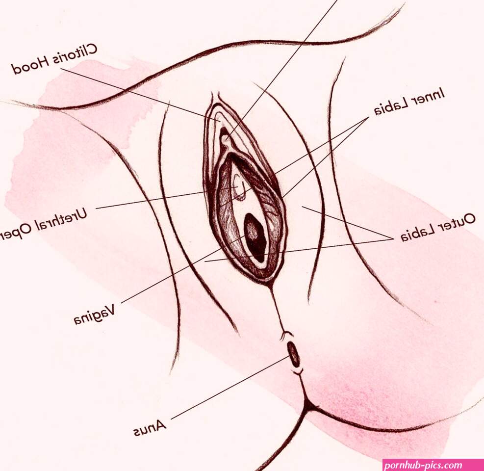Types of vagina: Size colors and beauty of the vulva