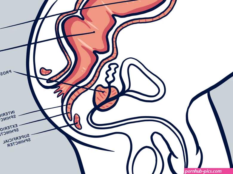 Butt Anatomy Explained
