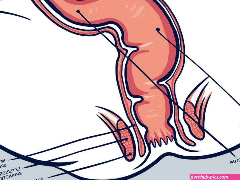 Butt Anatomy Explained
