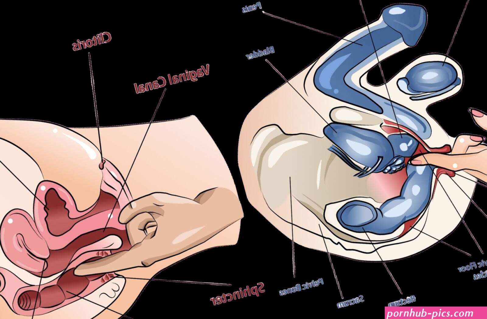 A Beginners Ultimate Guide To Anal Masturbation