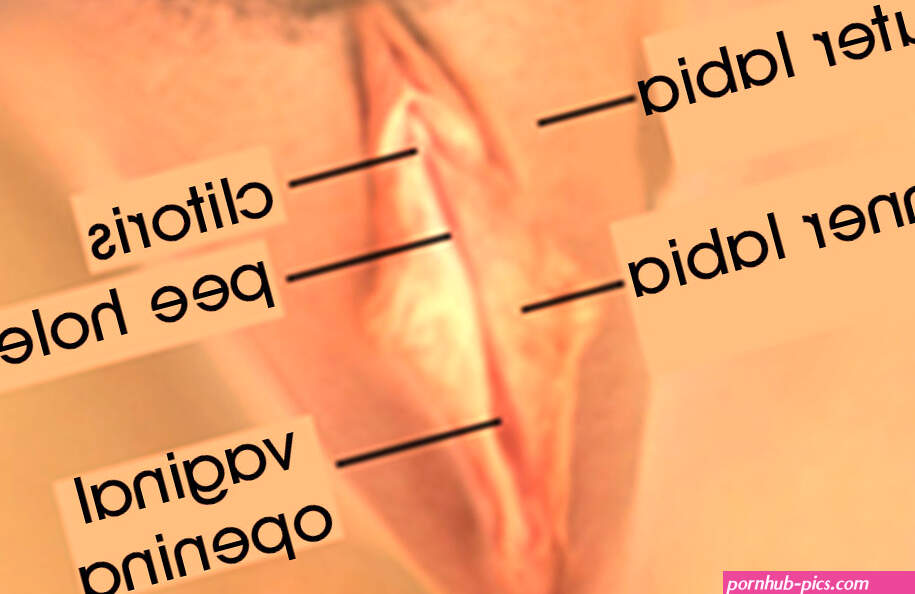 What is the vagina?
