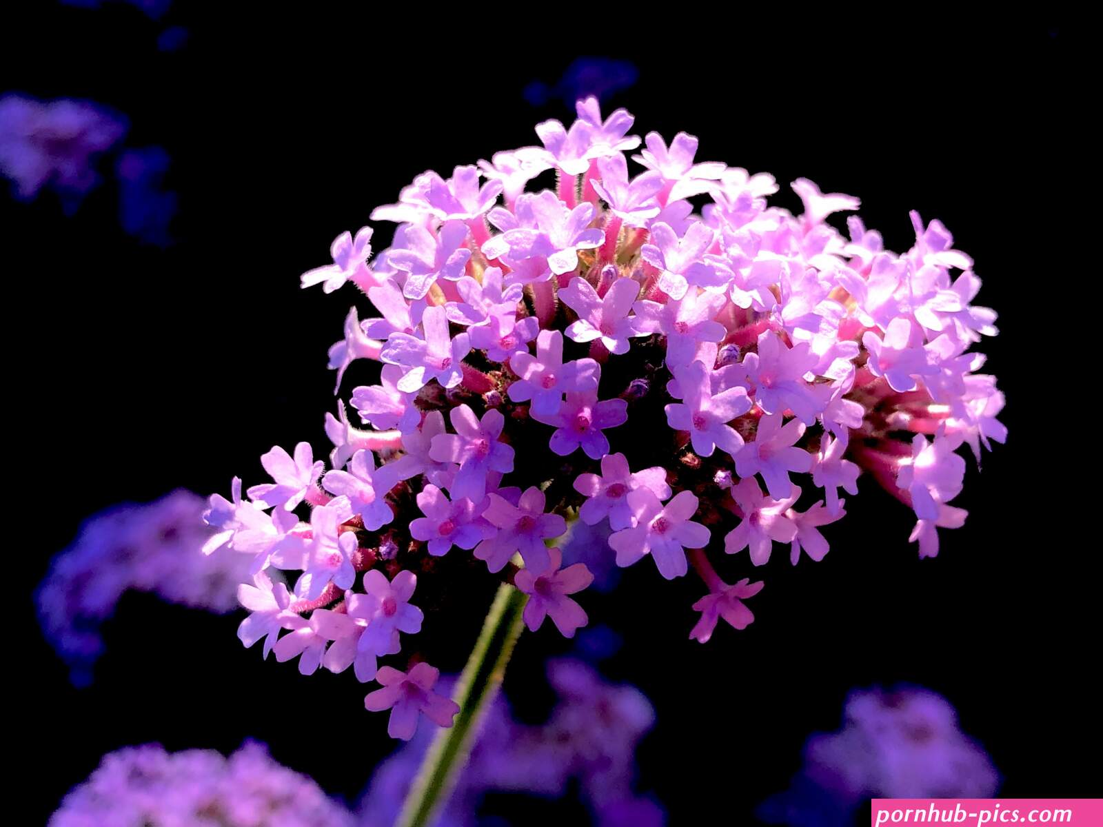 litlle flowers