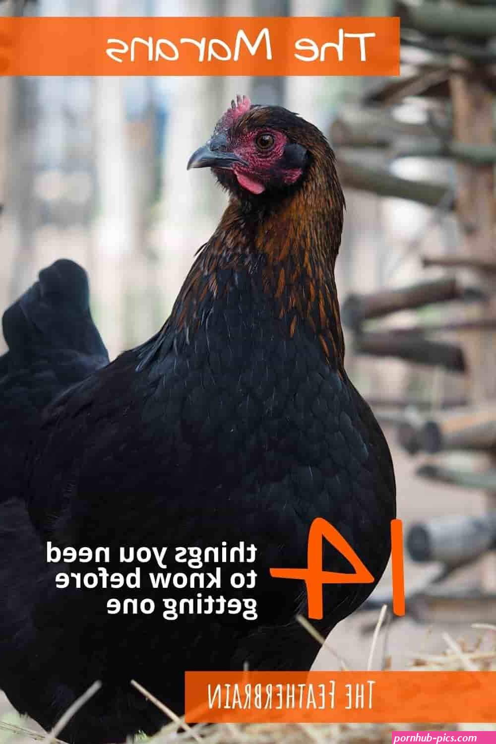 mystic maran chicken