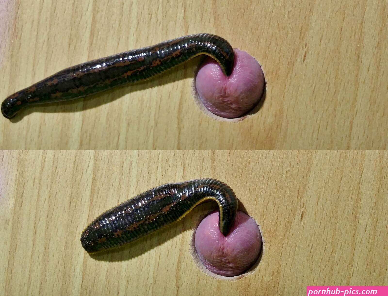 Leech in Cock
