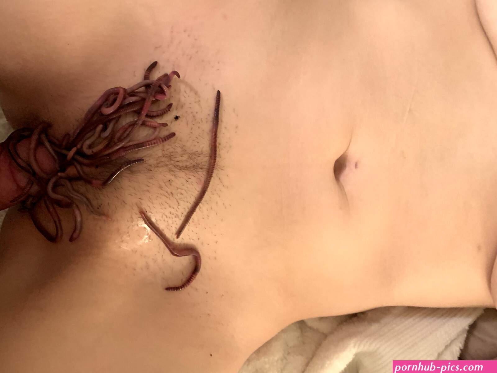 INSECT MAGGOT