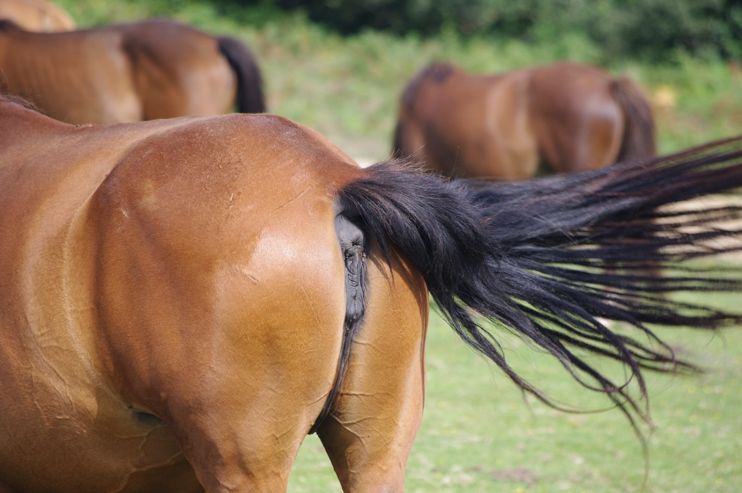 HornyGSD on X: another juicy mare pussy looks so perfect and inviting zoopride zoofurpride marepussy