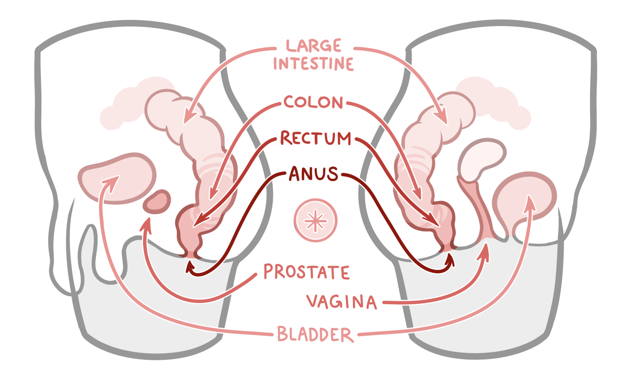 An In-Depth Guide to Anal Training Stretching Gaping