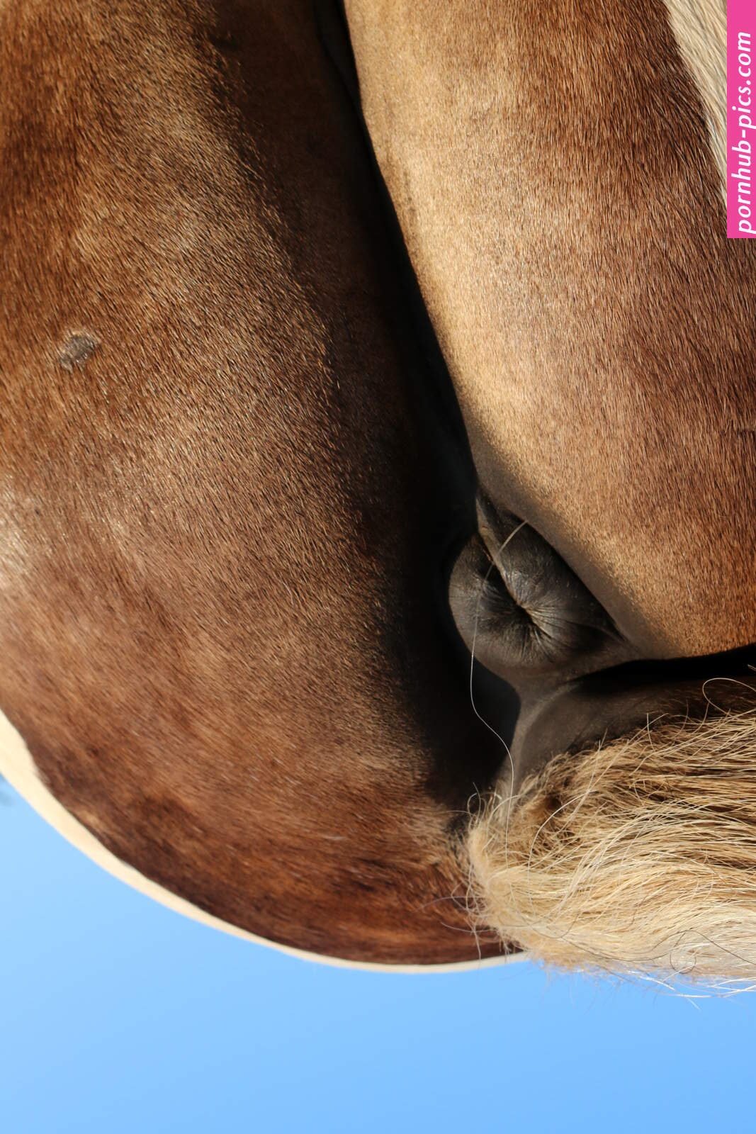 File:Horse anus.jpg