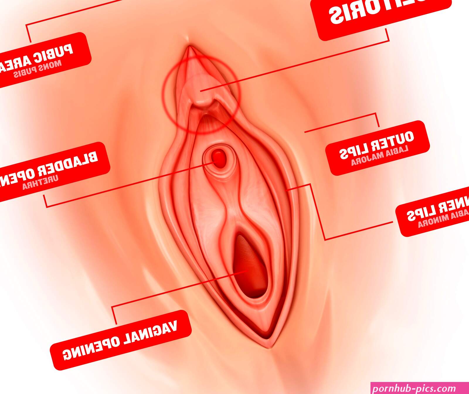 25 Oral Sex Tips: Cunnilingus Positions Techniques From Experts